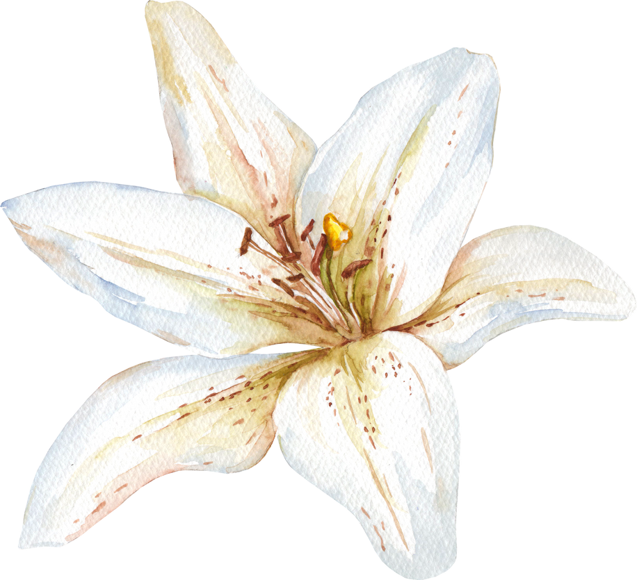 Watercolor illustration white lily